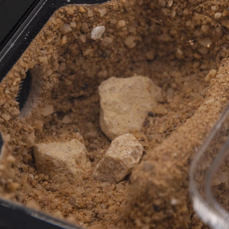 Ant Dimension Ant Farm Natura Module 2:1 – Perfect for Queens and Small Colonies – Professional Formicarium, Modular and Adaptable to Many Species (Yellow) - Image 3